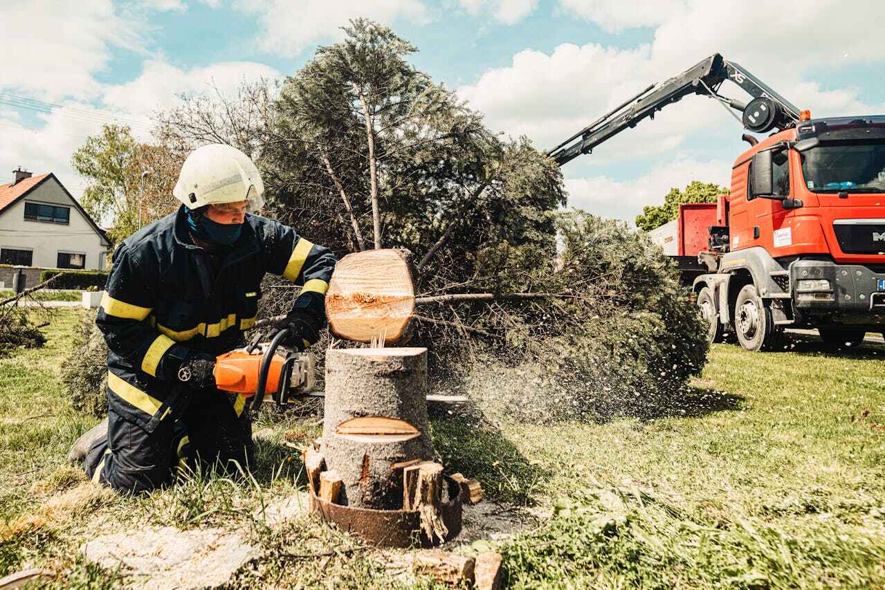 Tree Root Removal in Boston, GA